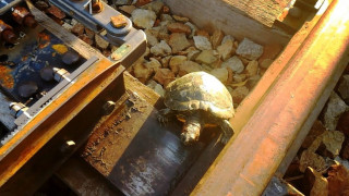 В Япония подлези пазят костенурките от влака