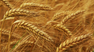 Реколтата от пшеница пада с 3%