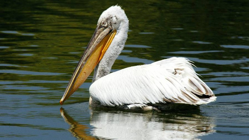 Пеликаните се завръщат в езерото "Сребърна" | StandartNews.com