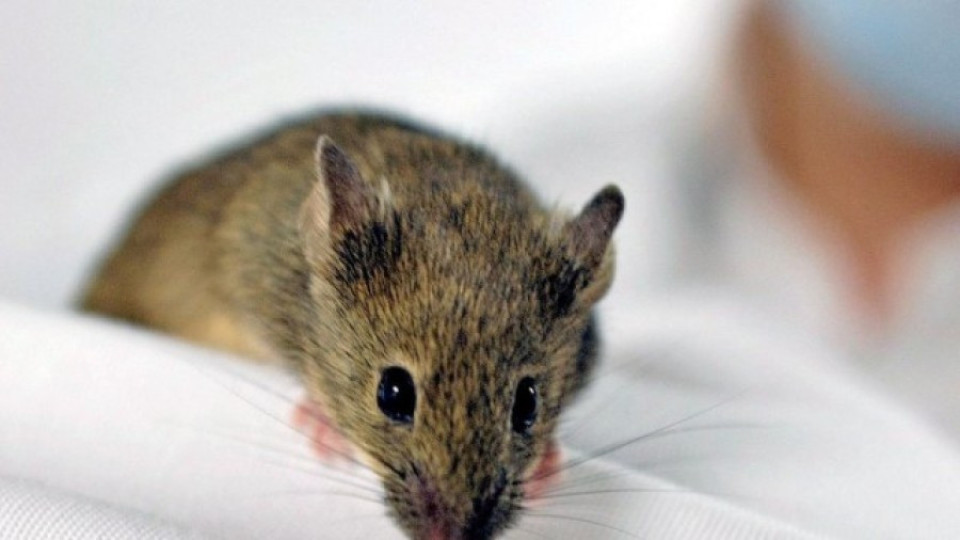 Изпробват "еликсир на живота" върху мишки | StandartNews.com