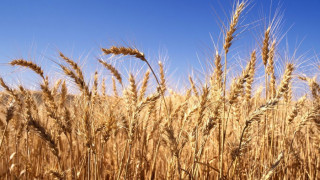 Цената на пшеницата падна с 10% за година