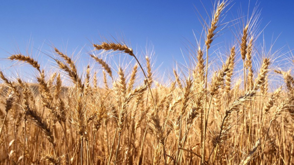 Цената на пшеницата падна с 10% за година | StandartNews.com