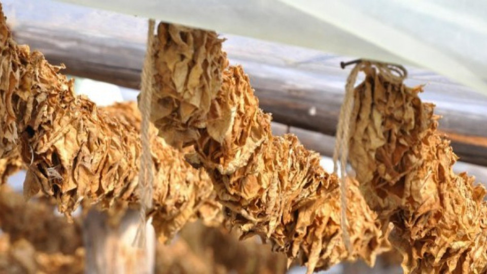 103 млн. лв. изплатени на тютюнопроизводителите | StandartNews.com