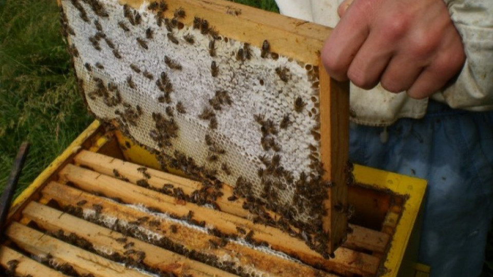 Държавата дава 7 млн. лв. на пчеларите | StandartNews.com