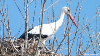 Село почисти с кран щъркелово гнездо