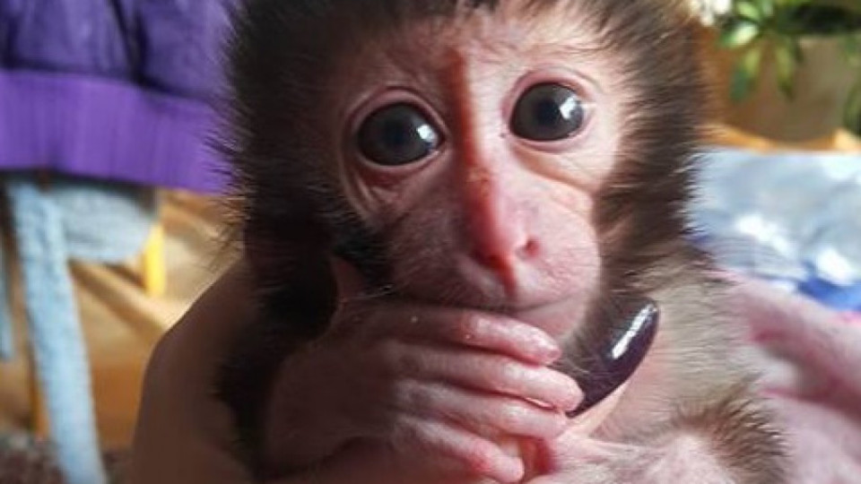 Служители на зоопарка отглеждат маймунче вкъщи | StandartNews.com