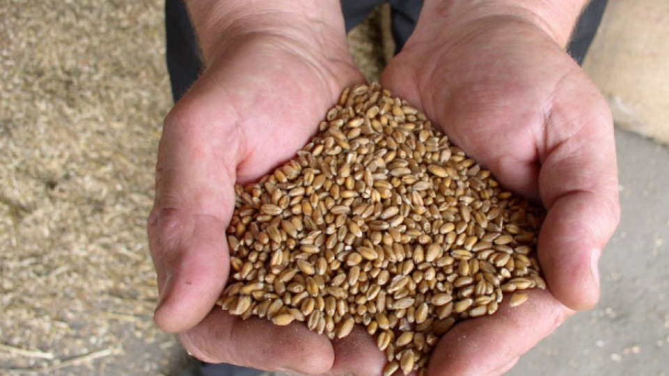 Суша застрашава пшеницата | StandartNews.com