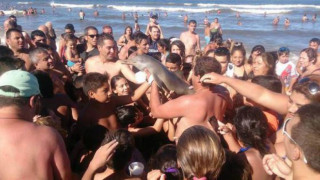 Делфин умря в ръцете на туристи, подавали си го за селфи