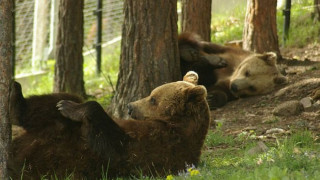 Слънцето събуди мечките над Белица