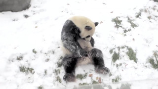 Панда се събужда в снега, вижте реакцията ѝ (ВИДЕО)