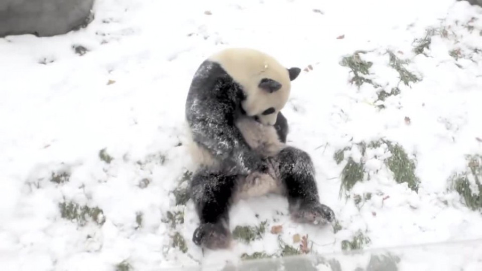 Панда се събужда в снега, вижте реакцията ѝ (ВИДЕО) | StandartNews.com