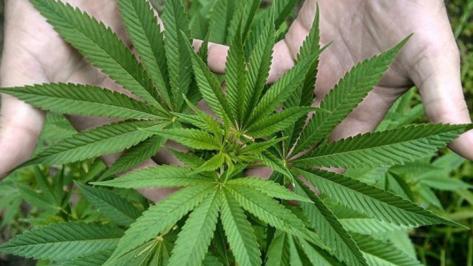 Разкриха оранжерия за марихуана | StandartNews.com