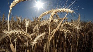 Турски стопани сеят добруджанска пшеница