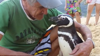 Пингвин се връща всяка година при спасителя си (ВИДЕО)