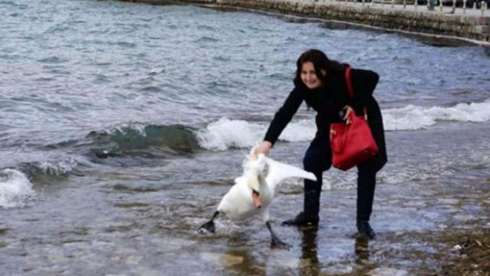 Българка, уморила лебед, разгневи интернет | StandartNews.com