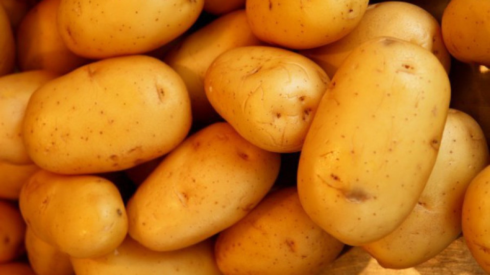 Обсъждат добри практики в картофопроизводството | StandartNews.com