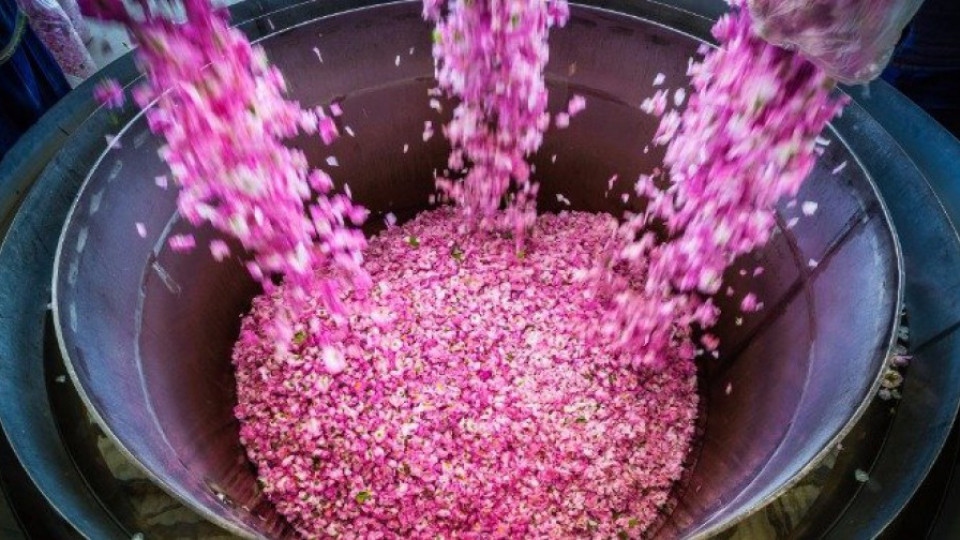 5-6 японски компании купуват розово масло | StandartNews.com