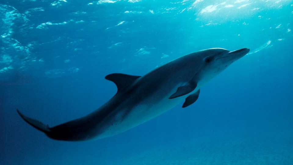 Руската армия поръча 5 делфина | StandartNews.com