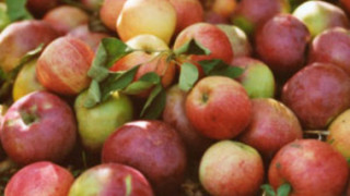  Спряха внос на ябълки от Македония
