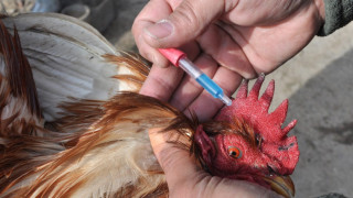 Ваксинират в Хасковско заради псевдочума по кокошки
