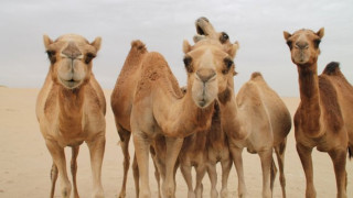 1000 камили бягаха за Гинес