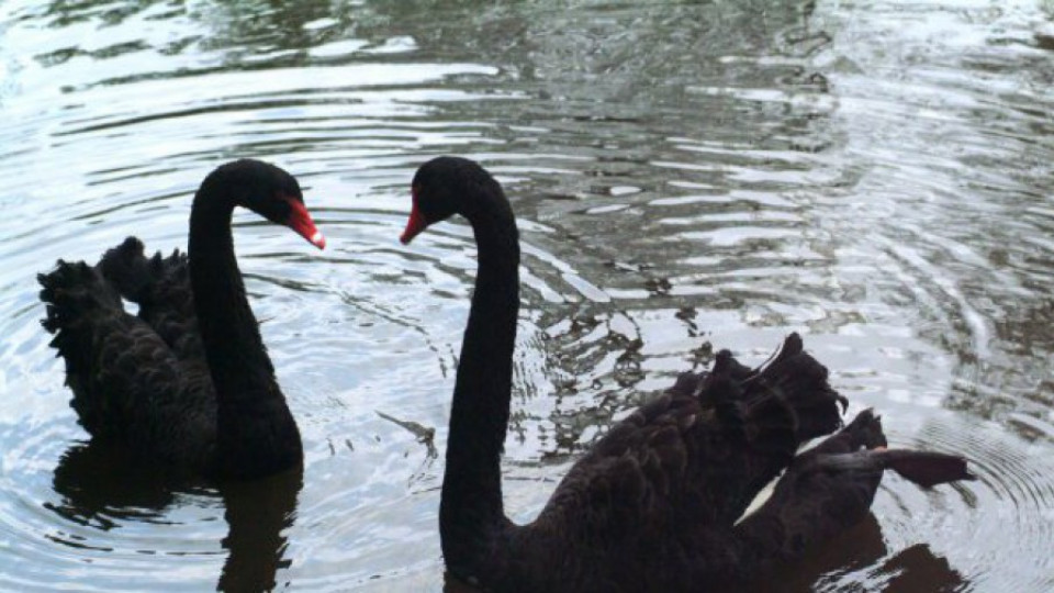 Зоопарк събира пари да купи двойка черни лебеди | StandartNews.com