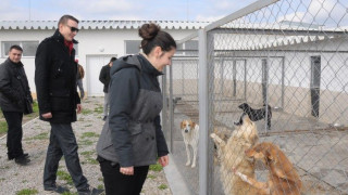 Над 100 видинчани посетиха приюта за кучета