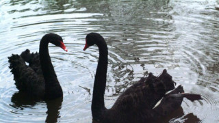 Строители купуват черни лебеди за зоопарка