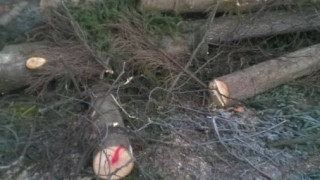 Атакуват кмета на Белица за отрязани вековни ели