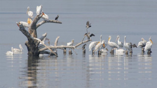 Излюпиха се първите пеликани в Сребърна