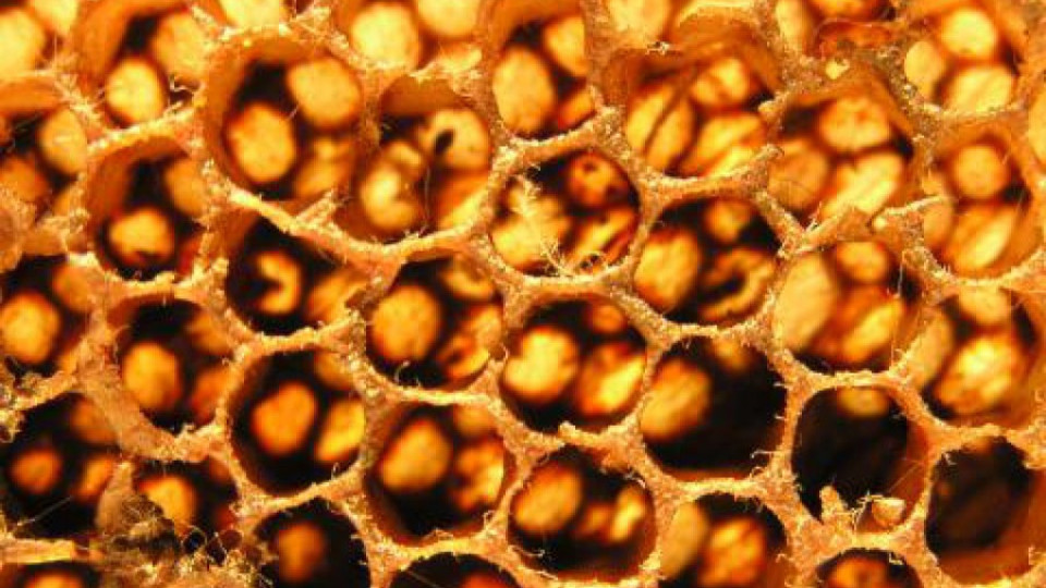 Пчелари излизат на протест | StandartNews.com