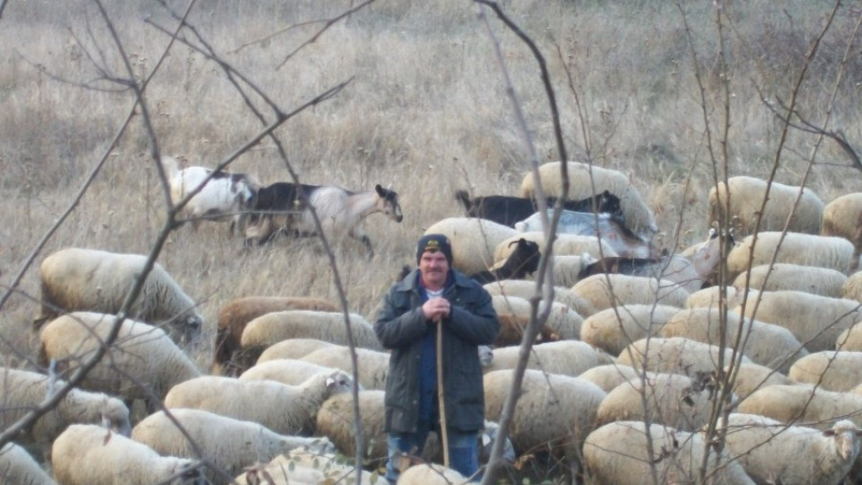 Нощна стража за овцете заради Великден | StandartNews.com