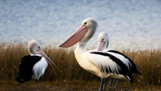 Пеликаните в Сребърна излюпиха първите малки