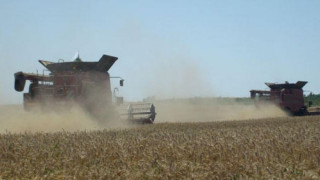 Цените на зърното  със спад до 30%