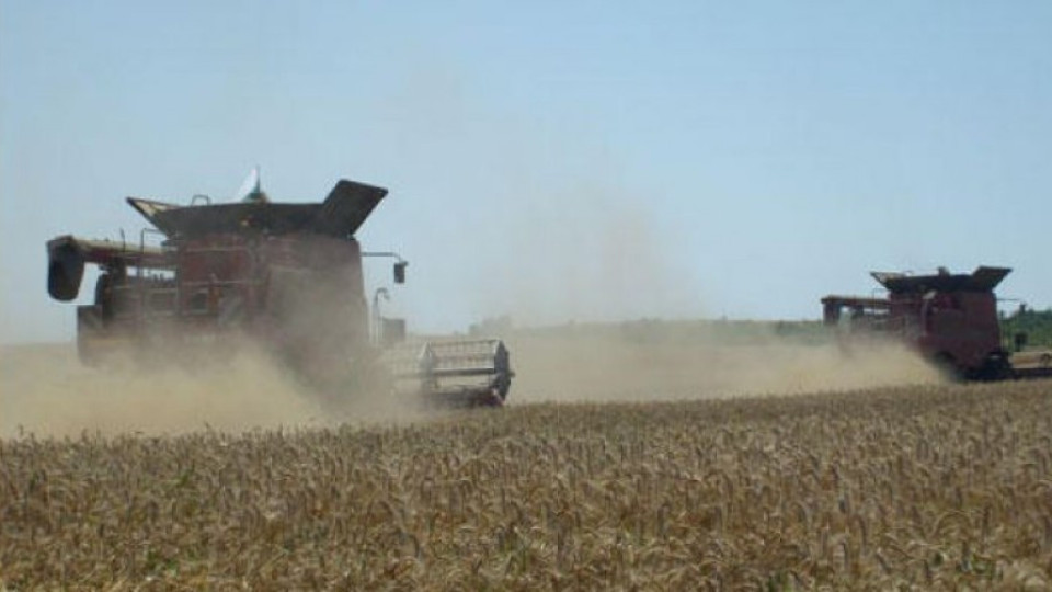Цените на зърното  със спад до 30% | StandartNews.com