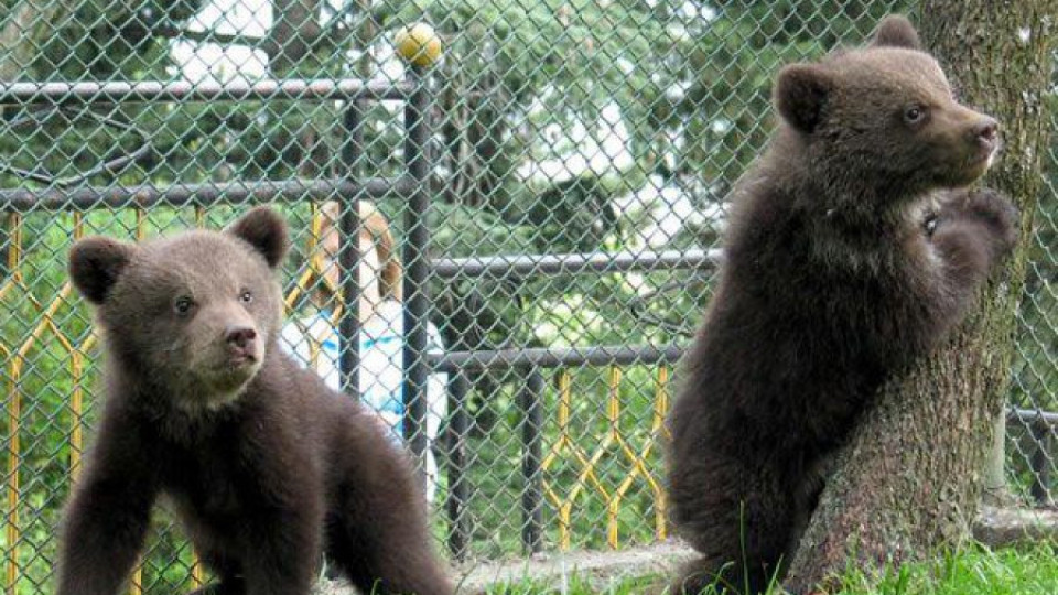 Камери пазят животните в зоопарка под липите   | StandartNews.com