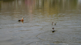 Обогатиха езерото на Сандански с екзотични птици
