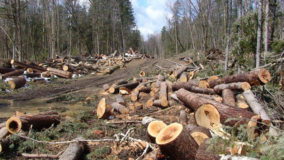Лъки отново спипан да сече незаконно дърва | StandartNews.com