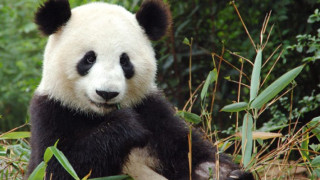 Бебе-панда позира за селфи (ВИДЕО)