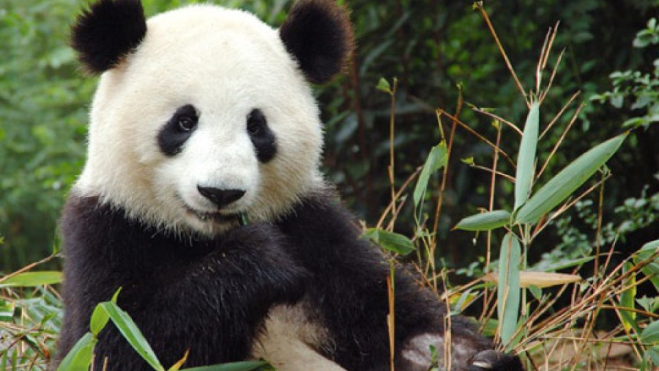 Бебе-панда позира за селфи (ВИДЕО) | StandartNews.com