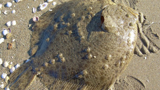 Забраняват улова на калкан в Черно море