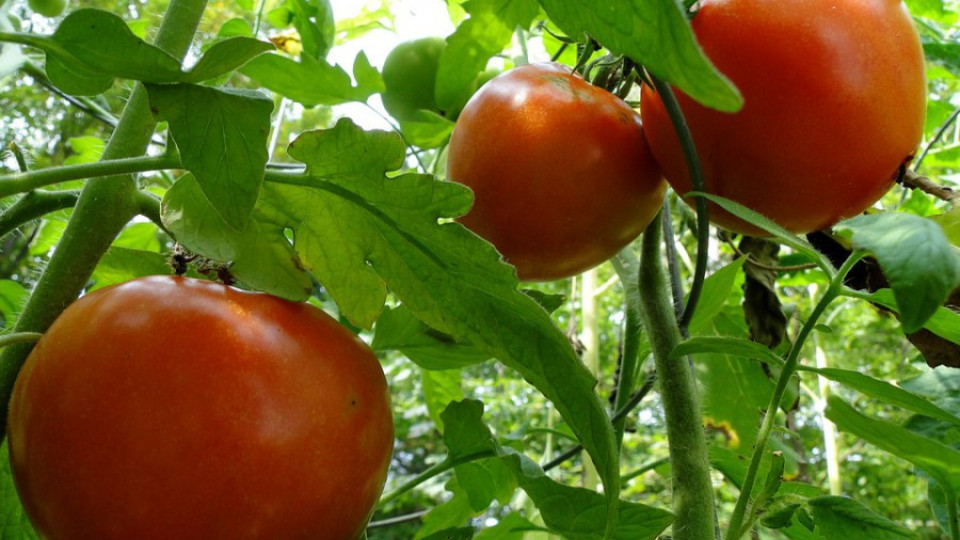 Родните домати поскъпват | StandartNews.com