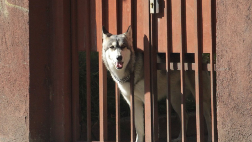 Търсят „ловци" наулични кучета във Враца | StandartNews.com