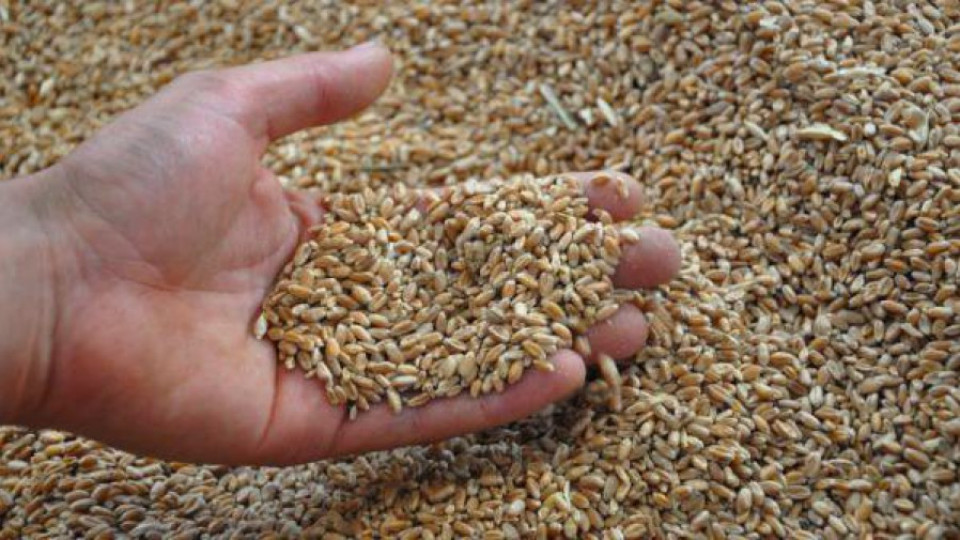 Милион тона жито залежават в хамбарите | StandartNews.com