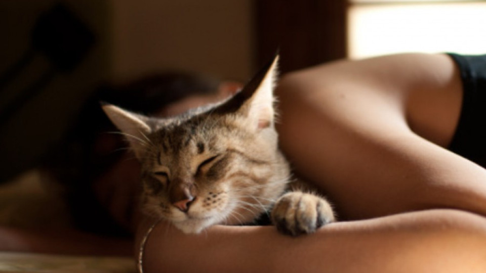 Котешкото мъркане лекува  | StandartNews.com