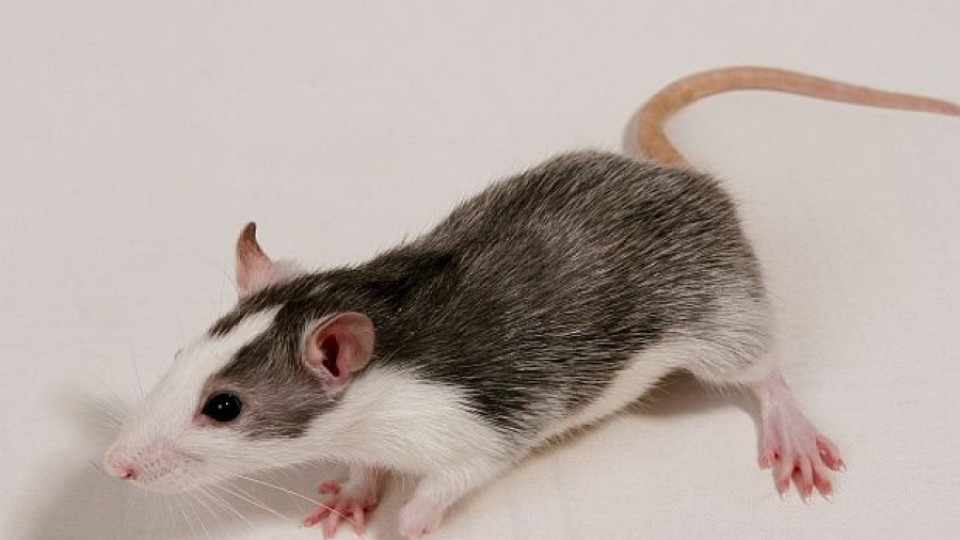 Бебе погълна отрова за мишки | StandartNews.com