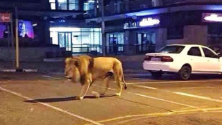 Лъв се разходи в жилищен квартал