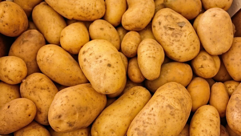 Съветват земеделци какви картофи да садят | StandartNews.com