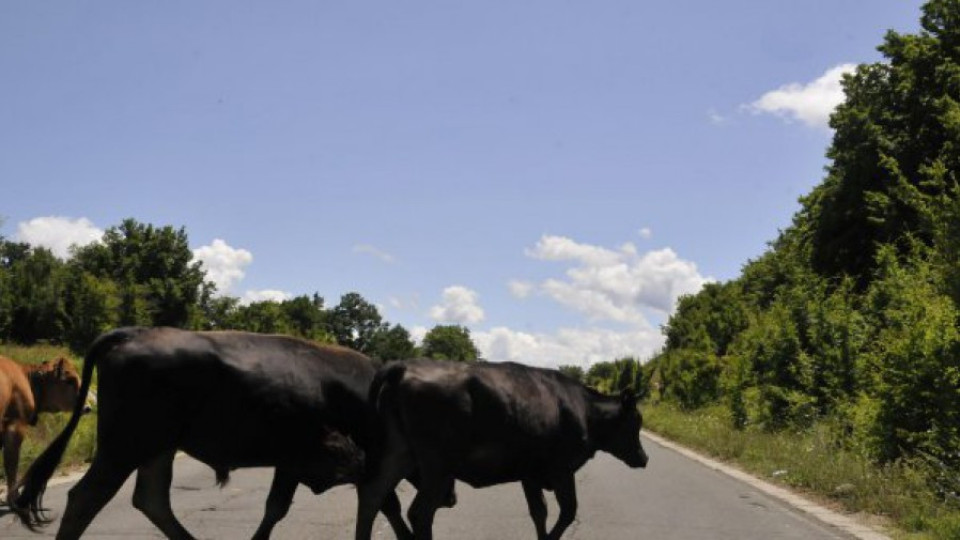 Искат наказания за стопани с добитък по пътя | StandartNews.com