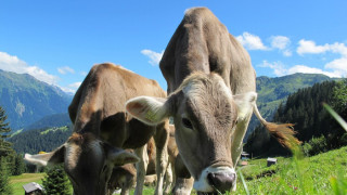 Забраниха пашата на крави в Брезнишко